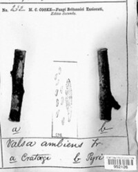 Cytospora populina image